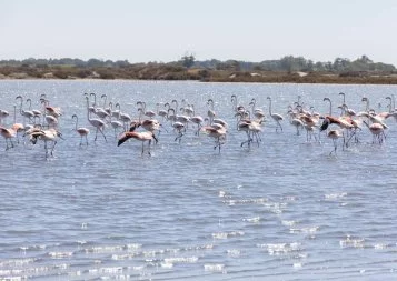 Savez-vous que les salins d'Aigues-Mortes sont la deuxième richesse biologique mondiale ?