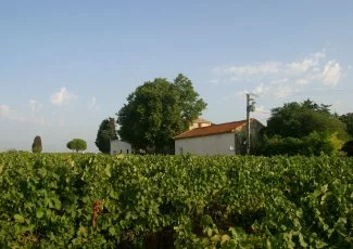 Les raisins de la passion au domaine de Petit Roubié 