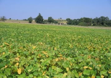 Dossier - Le soja : Midi-Pyrénées trouve le haricot magique - 2ème partie