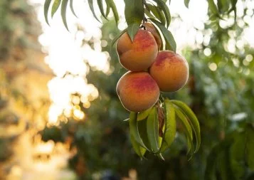 Vauvert : recrutements fruités pour St Mamet