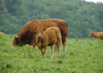 Biogaz : les ambitions et les projets de Midi-Pyrénées