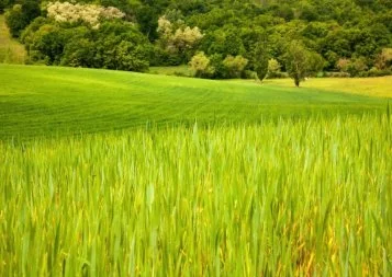 La coopérative régionale Arterris mise sur un doublement de la filière céréaliere bio 