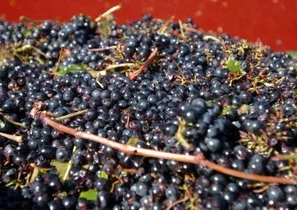 Occitanie : le vin bio en quête d'un eldorado 