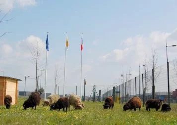 Eco-pâturage : la Poste prend le pli