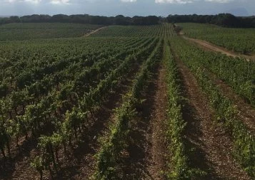 Le groupe Hortussol investit dans des terres agricoles 