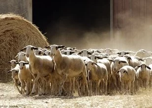 Qualité alimentaire : près d'un exploitant agricole sur deux engagé dans un label en Midi-Pyrénées