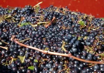Occitanie : le vin bio en quête d'un eldorado 