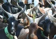 La ferme des Nougarolles et le respect de la tradition pastorale