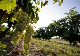 Et si plus grand domaine bio d'Occitanie était en ville ?