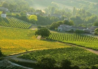 LRMP, 1er vignoble du monde : une filière loin d'être bouchée...