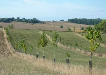 Antargaz et Coca Cola financent la plantation de 8000 arbres sur le bassin Adour-Garonne