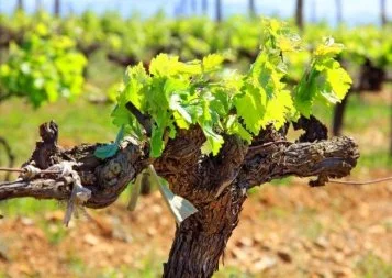 Une nouvelle vigne-école à Rivesaltes