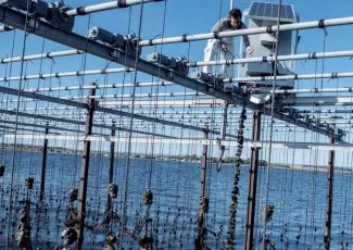Tarbouriech invente la marée solaire pour ses huîtres