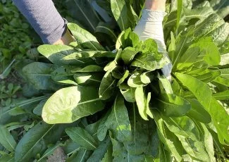 Pour ses dix ans, Terre de Pastel s'offre un domaine agricole à Buzet-sur-Tarn