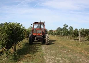 Vendanges à Toulouse : l'urbaine qui cultive ouvre ses portes
