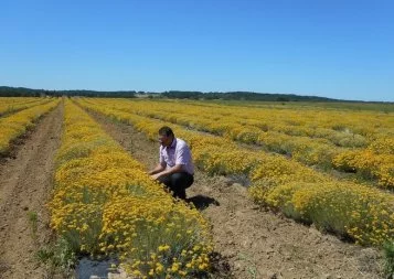 Laboratoires Pierre Fabre. Récolte réussie pour la production de l'huile du boxeur