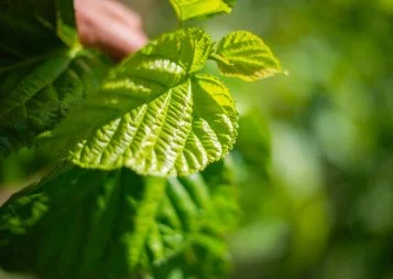 Le Gardois Sericyne déménage pour un nouvel atelier de production à soi(e)