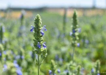 Du champ à l'assiette, le parcours de la graine de chia près de Toulouse