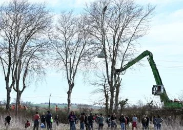 Sur un arbre perché