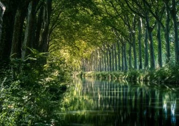 En 2022, VNF renoue avec les événements​ pour ​​sauver les arbres du canal du Midi